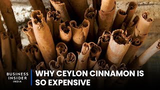 Why Ceylon Cinnamon Is So Expensive | So Expensive