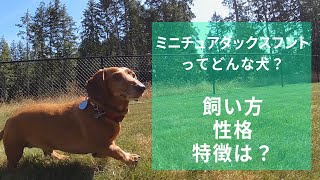 ミニチュアダックスフンドってどんな犬？飼い方・性格・特徴などの豆知識！