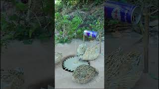 Creative Quail Trap - Bird Trap #bird trap technique #shorts