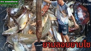 ยามบอบ ยามไซดักปลาหาอยูหากินปลามาลุ้นนำกันครับ#fishing #fish #ปลา #โคราช