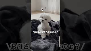 飼い主がなんでもないのにどーちたのぉ？って勝手に話始めるあるある？笑#dog#マルプー#犬#いぬ#犬のいる暮らし #dogs #doglover #shorts