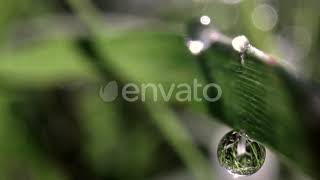 Macro Film of a Dew Drop on Blade of Grass