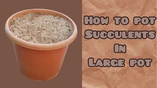 || HOW TO GROW SUCCULENTS IN LARGE POT ||