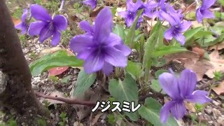 30秒の心象風景9052・春を知らせる～ノジスミレ～