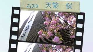 2013年　大阪 上本町　料亭 天繁　桜