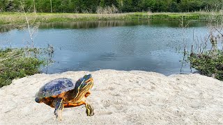 Building the Ultimate Turtle Pond! (Turtle Beach)