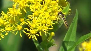 30秒の心象風景17677・花にとりつく～ヒメヒラタアブ～