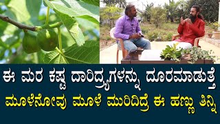 ಈ ಮರ ಕಷ್ಟ ದಾರಿದ್ರ್ಯವನ್ನ ದೂರಮಾಡುತ್ತೆ|ಮೂಳೆ ನೋವು ಮೂಳೆ ಮುರಿದಿದ್ರೆ ಈ ಹಣ್ಣು ತಿನ್ನಿ|