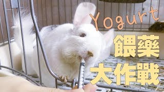 【凡膠竉物】Yogurt餵藥大作戰 (龍貓)