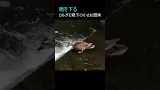 滝を下る：カルガモ親子の小さな冒険 #shorts #spotbilledduck #カルガモ親子