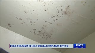 NYCHA in court over mold cases