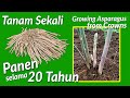 Cara Menanam Asparagus dari Bonggol Akar || How to Grow Asparagus from Crowns