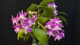 June 25, 2024最容易種植，適合新手的石斛蘭Dendrobium Hawaiian Delight(Micro Chip x Nida ）