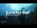 Take an Underwater Tour of Looe Key Reef in the Beautiful Florida Keys!!