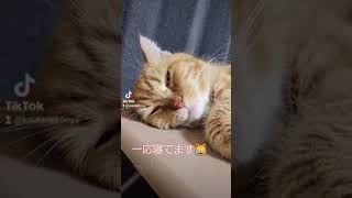 音量大で、寝息\u0026いびき😻