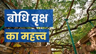 बोधि वृक्ष क्यों महत्वपूर्ण है I Bodhi Tree