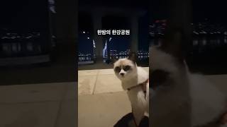 [20살고양이] 한밤의 한강공원에서? #산책고양이