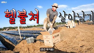 눈 떠보니 카불쳐 딸기농장 (planting) (호주8)🇦🇺