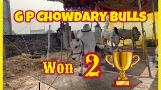 2🏆G P Chowdary Bulls Six Teeth |గోరంట్ల రత్తయ్య చౌదరి అన్నంభోట్లవారిపాలెం