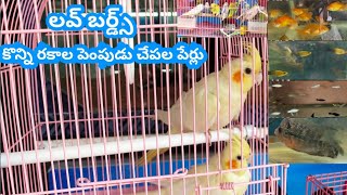 Love birds | Pet fish's names (పెంపుడుజీవుల దుకాణంలో) || in telugu