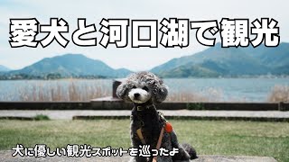 🐾10 河口湖で観光！ドッグフレンドリーな観光スポット巡り