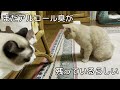 【事件】猫のオシッコが出なくなりました【パンダ猫「みらべる」】