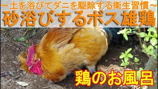 砂浴びするボス雄鶏～湿った土を浴びてダニを駆除する入浴と同じ衛生習慣～