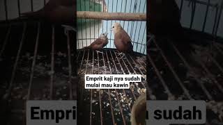 Emprit Kaji Kawin #shortsvideo