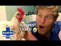 Bondi Vet's Funniest Cases 😂 | Compilation | Bondi Vet