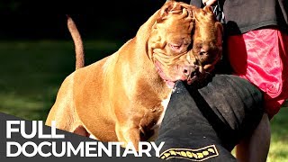 Giant Dog: The biggest pitbull in the world | Free Doc Bites | Free Documentary