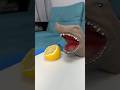 A shark tastes a lemon