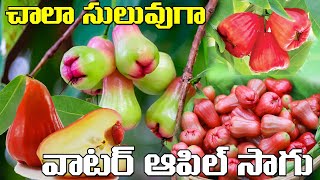 ఆరోగ్యాన్ని ఇచ్చే వాటర్ ఆపిల్ | Water Apple Plants | AgriTech Telugu