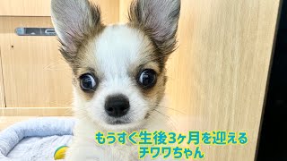 2024.10.09 ボールに夢中！元気いっぱいの可愛いチワワちゃん♡