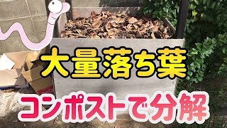 大量の落ち葉をシマミミズたちが分解！【ウジとミミズの巨大コンポスト】