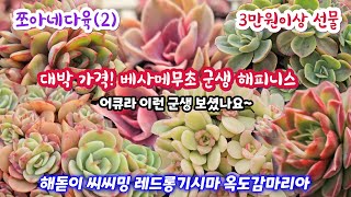 쪼아네다육 (2) 이렇게 예쁜 베사메무초 ~ 웨스트레인보우 예뻐요 해돋이 씨씨밍  옥도감마리아