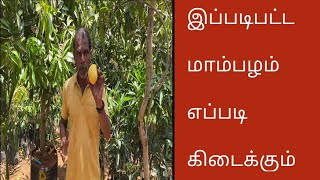 இப்படிபட்ட மாம்பழம் எப்படி கிடைக்கும் | All About Banganapalli Mango