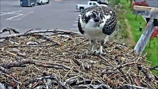 Hellgate Canyon Ospreys 2024 ~ Antali's Antics, Sept 15, 2024