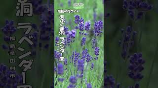 s092 田村市 あぶくま洞ラベンダー園 #Shorts