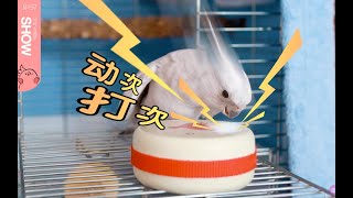 【马可波罗Show】玄凤鹦鹉的一天都在干嘛？Cockatiel