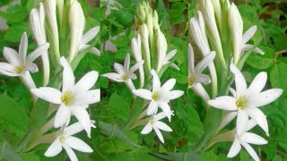 How to grow Rajnigandha(Tuberose) Plant at home,  घर पर रजनीगंधा प्लांट लगाने का सबसे आसान तरीका