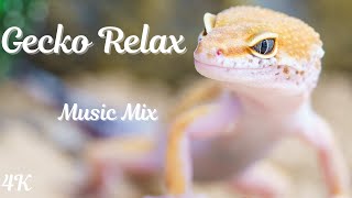 Relaxation Music - Gecko Relax