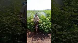 pesticide spraying 2 wheeler jugad #jugaad #shorts