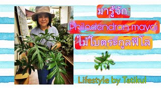 มารู้จัก​ Philodendron​ Mayoi​  ฟิโลเดนดรอน​ ไม้ฟอกอากาศ​เลี้ยงง่าย​ราคาเบาๆ​ รูปทรงสวยงาม