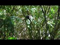 voices of zealandia kaka parrot and tui