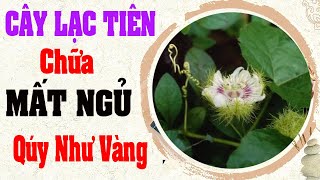 Cây lạc tiên là gì? Cách chữa mất ngủ bằng cây lạc tiên ! Giá lạc tiên