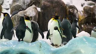 Titanic Reimagined - Penguins On Ice#love #titanic #recreation #evergreenhits #purelove