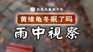 户外的黄缘都冬眠了没有？它们会选择在哪里冬眠呢？