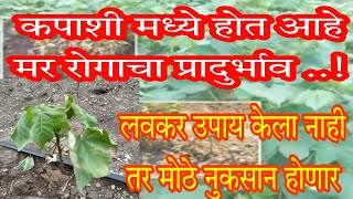 कपाशी मध्ये मर रोगाचा प्रादुर्भाव || cotton dumping off disease