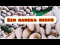 Biji Nangka Rebus daripada Dibuang