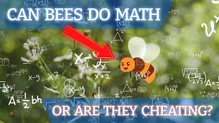 BEES – Do They Really Know Math or Are They Faking It?